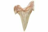 Fossil Shark Tooth (Otodus) - Morocco #226897-1